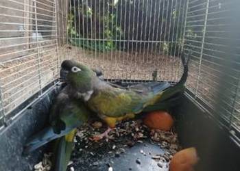 Sprzedam papugi patagonki konury patagońskie