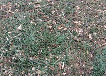 Zrębka sosnowa do ściółkowania