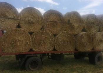 Siano 2025 przechowywane pod Flizem