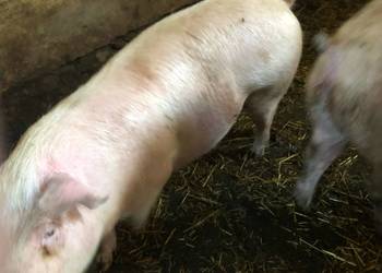 Świnie rasy puławskiej I złotnickiej białej