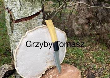 Białoporek brzozowy (Fomitopsis betulina)