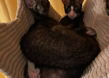Cornish Rex - dwie kotki pohodowlane, płatna adopcja