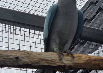 Księżniczka walli samiec