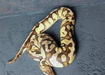 Citrus Pastel poss Fire