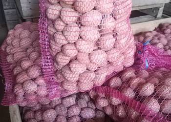 Ziemniaki kaliber 30-55 odmiany Belaroza Wineta Soraya