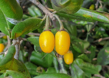 MANILKARA HEXENDRA Manilkara hexandra  - NASIONA 100g
