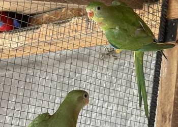 Sprzedam parę Baraband