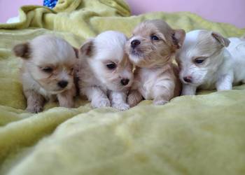 Zapraszam do rezerwacji maluszków Golddust Yorkshire terrier