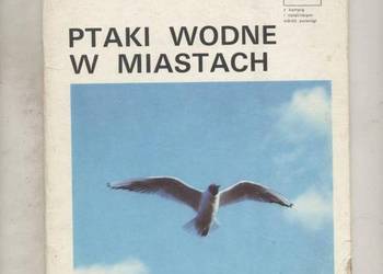 Ptaki wodne w miastach