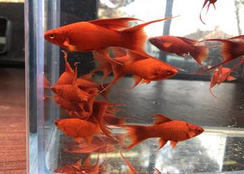 Mieczyk Lira samica ładne