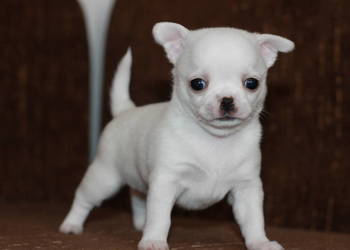 Chihuahua chłopiec ZKwP FCI prawdziwy rodowód