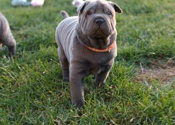 Szczenięta shar pei - rodowód