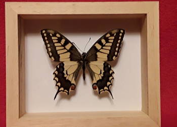 Motyl w ramce 12x10 cm .Papilio machaon - Paź królowe