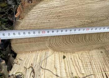 Jesion Kłoda Pniak 7 i 8M długości 60cm średnica Stuletni schody blaty