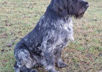 Wyżeł niemiecki szorstkowłosy polujący!