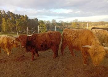Krowy Highland stado 12szt bydło mięsne szkockie