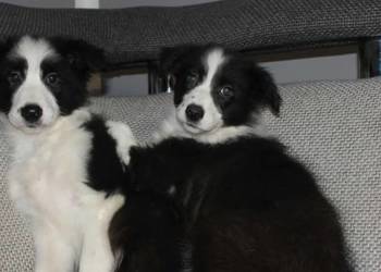 Sprzedam śliczne szczeniaki Border collie