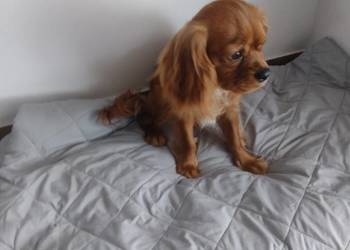 Cavalier King Charles Spaniel - samiec - Rezerwacja