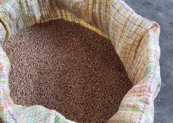 pszenica wysokobiałkowa dla kur na karmę dla zwierząt