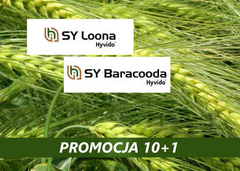 Materiał siewny jęczmień hybrydowy SY Loona promocja 10+1