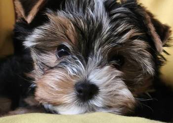 yorkshire terrier chłopiec tricilor