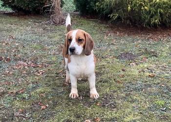 Suczka Beagle tricolor