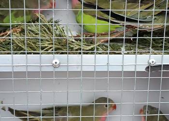 Sprzedam Księżniczki Walli