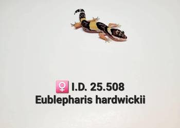 Eublepharis hardwickii (gekon)