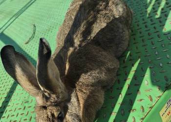 Duża samica Mieszaniec