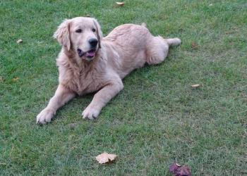 Golden retriever 6 miesięczne