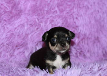 Chihuahua chłopiec ZKwP FCI