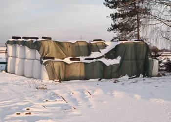 Sianokiszonka życica trwała