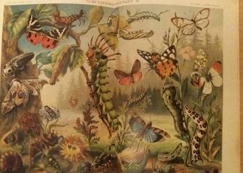 Stara niemiecka rycina z Meyers Lexikon z 1897 roku