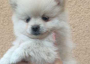 Szpic miniaturowy pomeranian