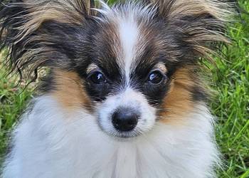 Dostępna!! sunia rasy Papillon
