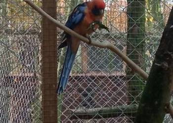 Do sprzedania nadwyżka papug