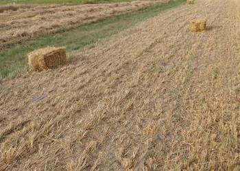 Słoma w kostkach owsiana pszenżytnia żytnia