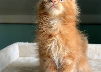 Maine Coon - Śliczne kocięta !