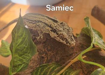 Para - gekon gargulcowy