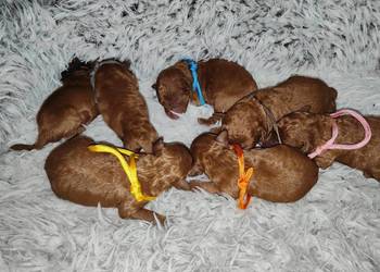 Pieski Pudel Toy, do rezerwacji, rodzice z badaniami, na kolanka