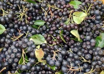 Aronia z przydomowego ogrodu