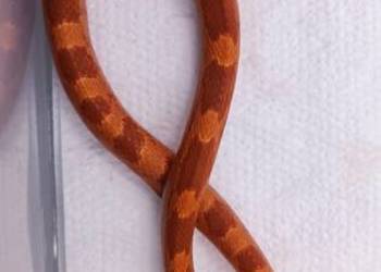 Wąż zbożowy Fire 50%het Hypo.