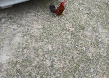 Kogutki liliputki małe I średnie zielononozki