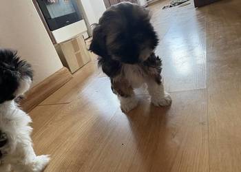 Suczka shih tzu