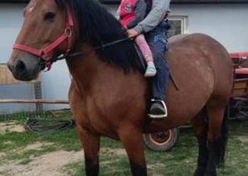 Klacz Zimnokrwista w typie Sztumskim