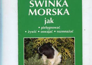 Świnka morska jak pielęgnować żywić oswajać rozmnażać