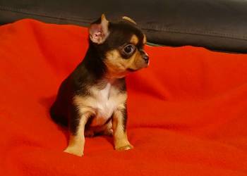 Suczka chihuahua mini