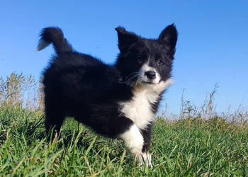 Wspaniała suczka BORDER COLLIE z pełną dok. rodzice - przebadani z dobrym p