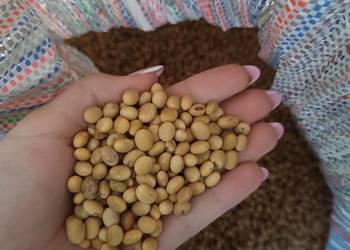 Nasiona soi,siew,bez połówek