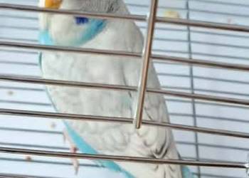 Papużka falista młoda z całym wyposażeniem